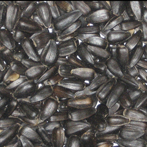 Colonels Black Sunflower