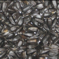 Colonels Black Sunflower 1kg